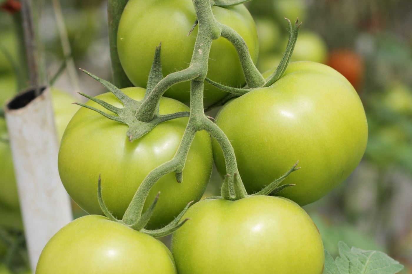 Green tomato growing on a vine