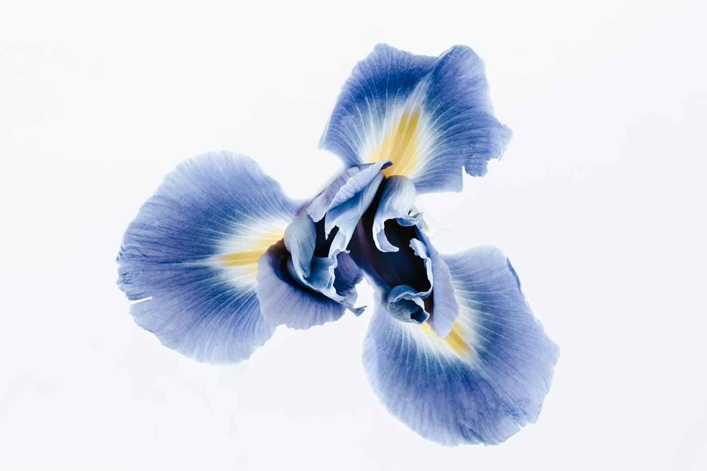 Blue and yellow iris flower in bloom
