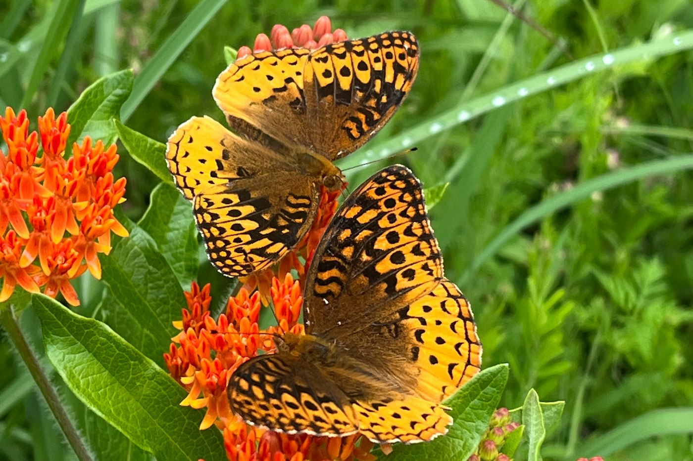 Butterflies feeding on bright orange butterfly weed flowers