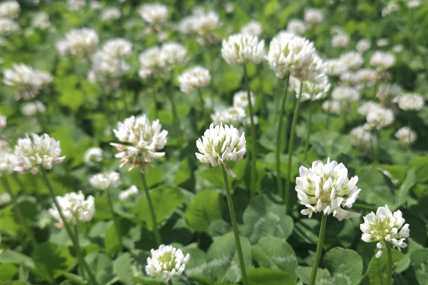 Field of white clover flowers and grass