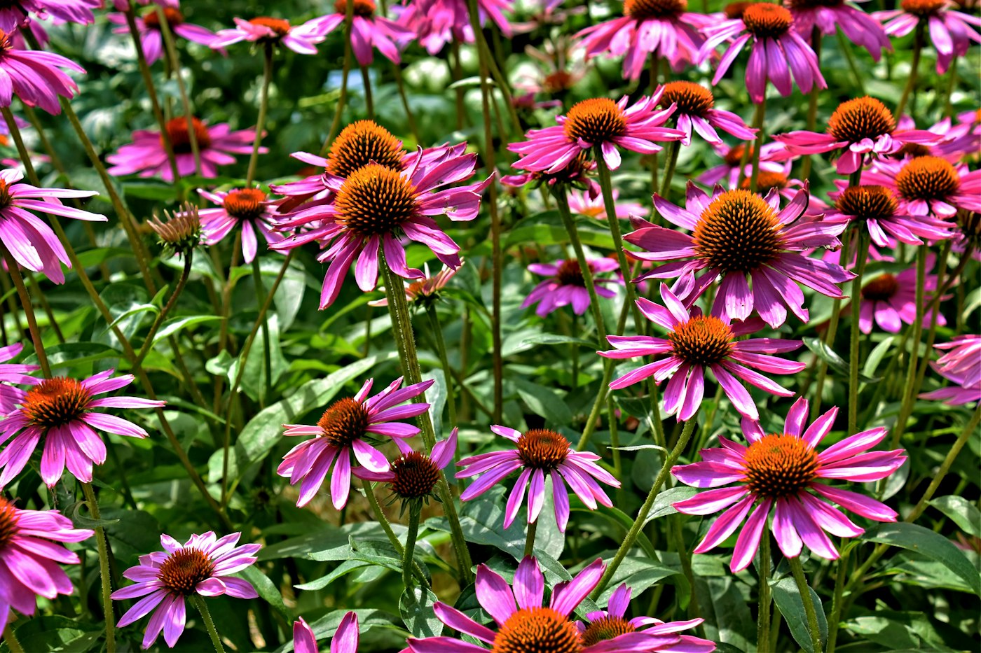 Pink coneflowers with orange centers in a garden