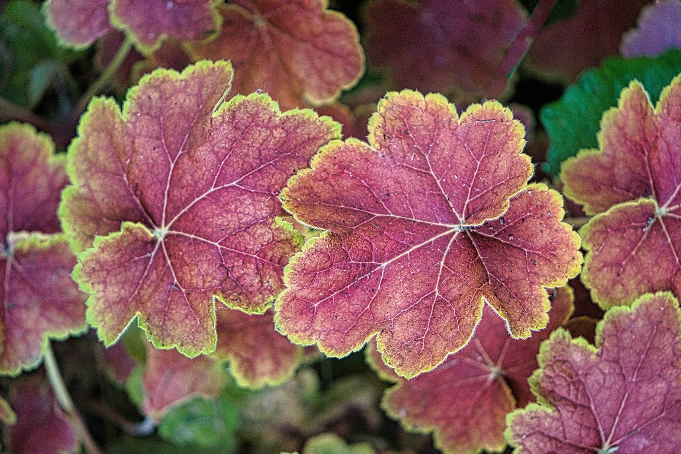 Purple and green heuchera leaves