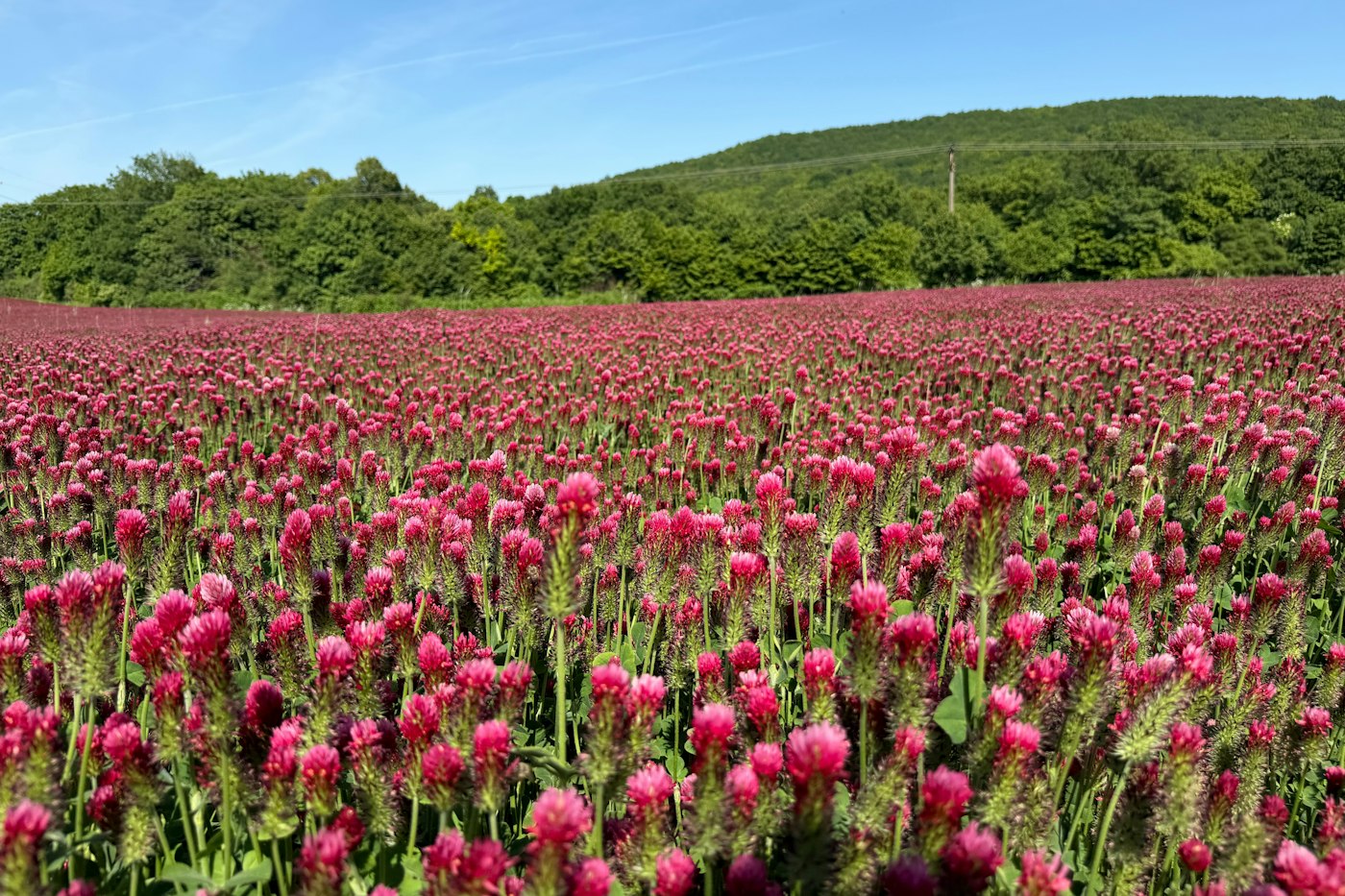 Field of blooming crimson clover