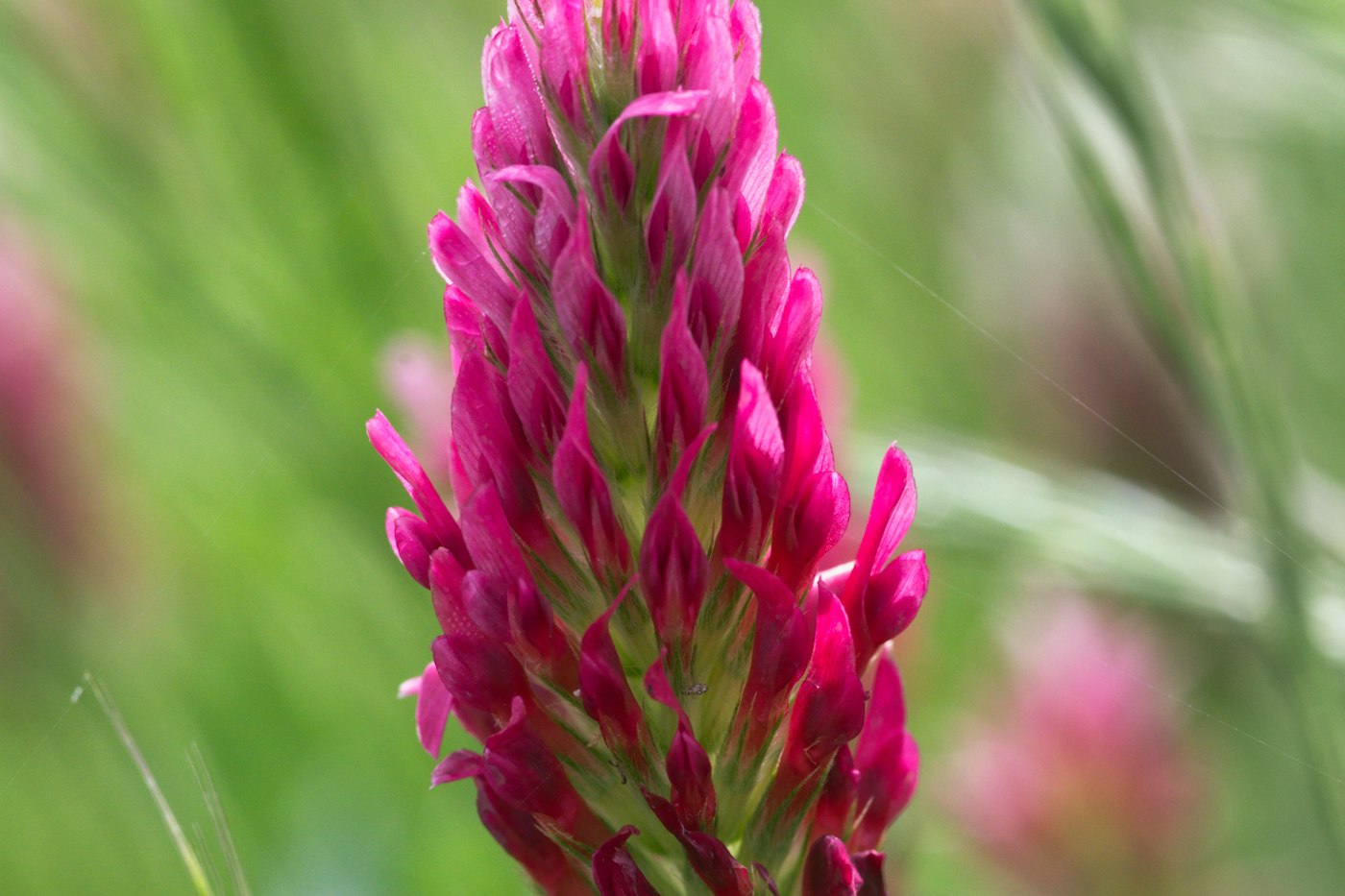 Crimson clover flower, one of the best cover crops for home gardens