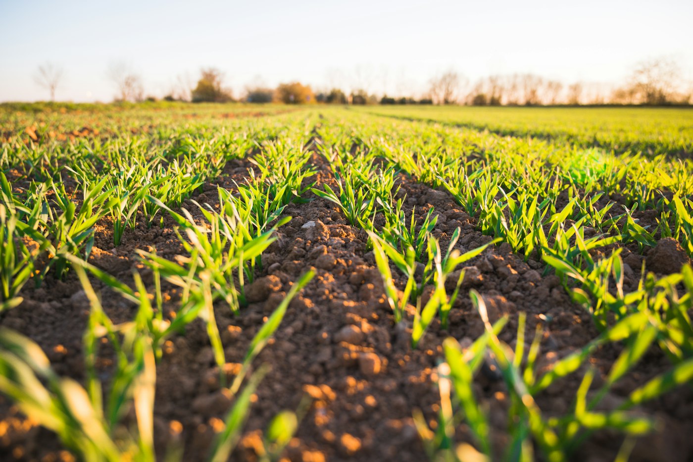 Young cereal rye seedlings in rows