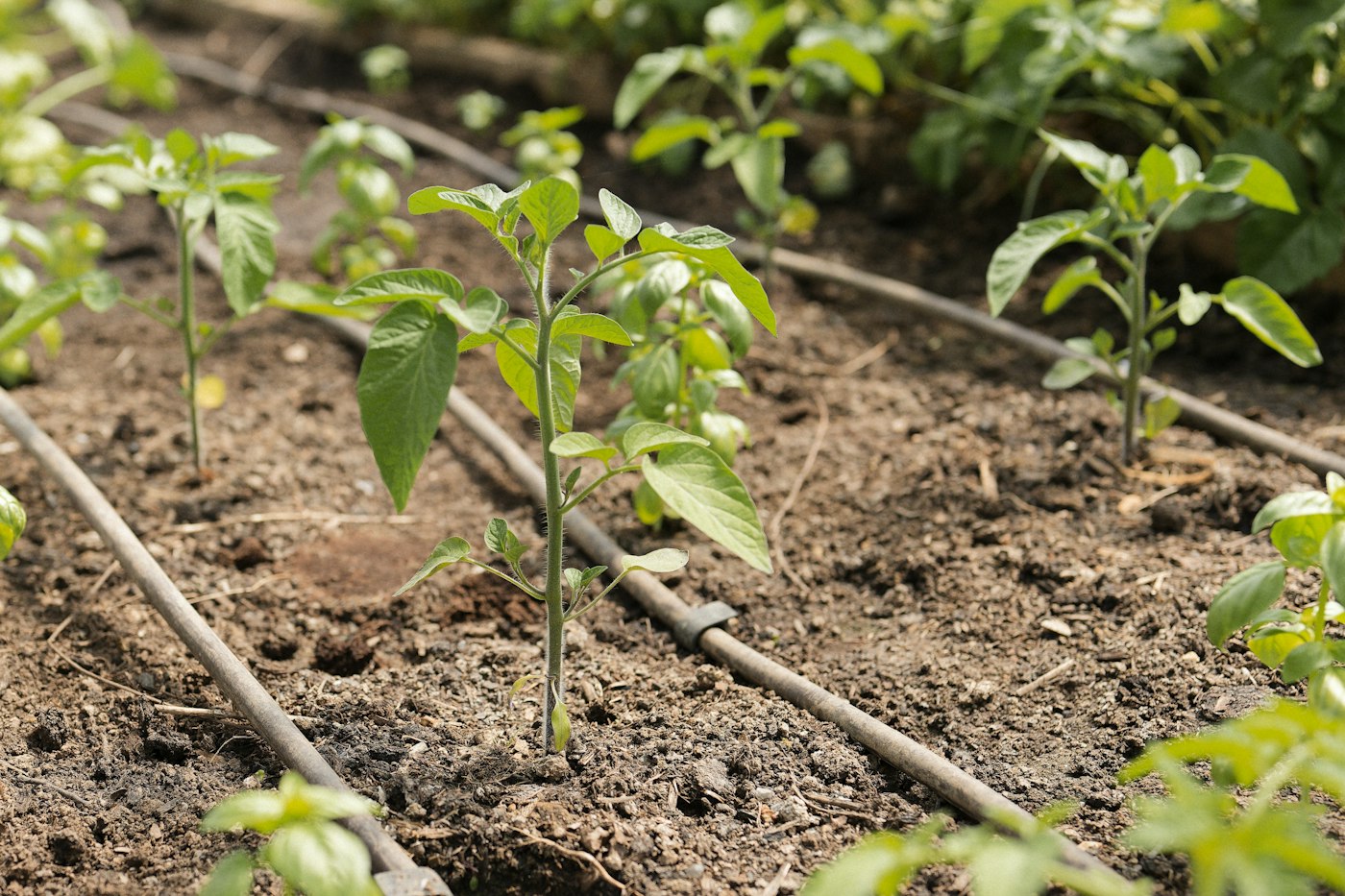 Vegetables growing in a garden bed with irrigation lines