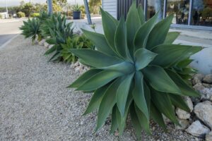 Agave plants lining a gravel path
