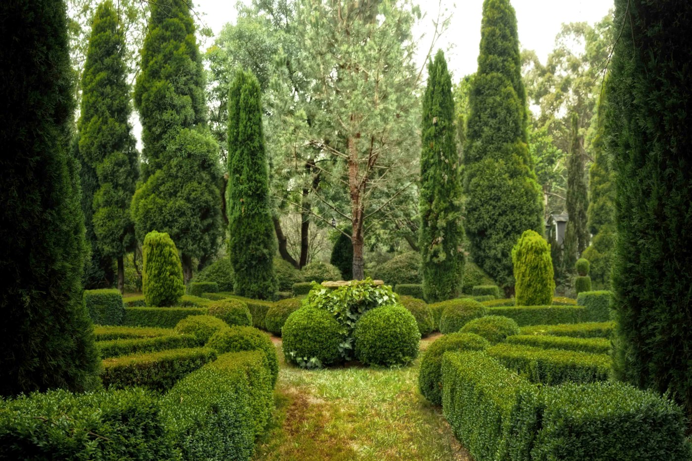 Row of narrow evergreen trees on a lawn