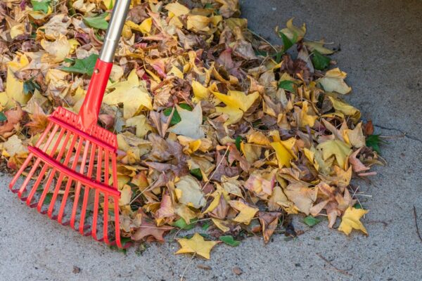 Red rake on a pile of fallen autumn leaves