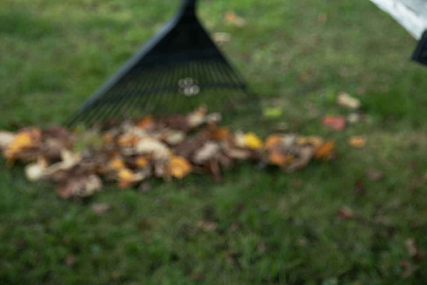 Lawn rake gathering autumn leaves during fall garden chores