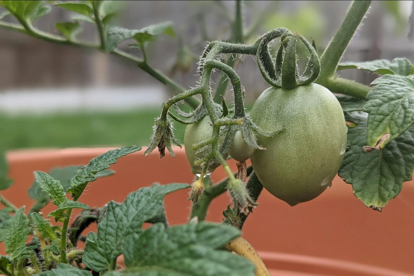 Young tomato plant growing in a container
