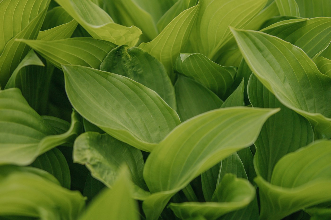 Lush green hosta leaves in a shade garden