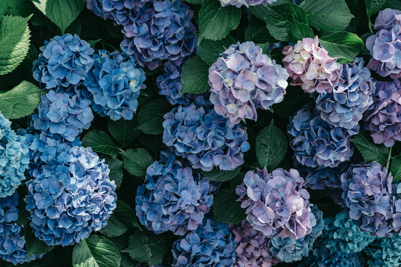 Clusters of blue and purple hydrangea flowers