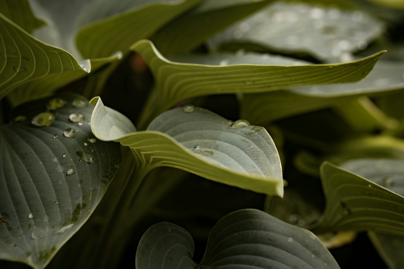 Large green hosta leaves with water droplets