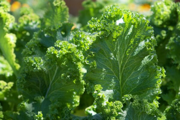 Curly kale plants growing in a vegetable garden
