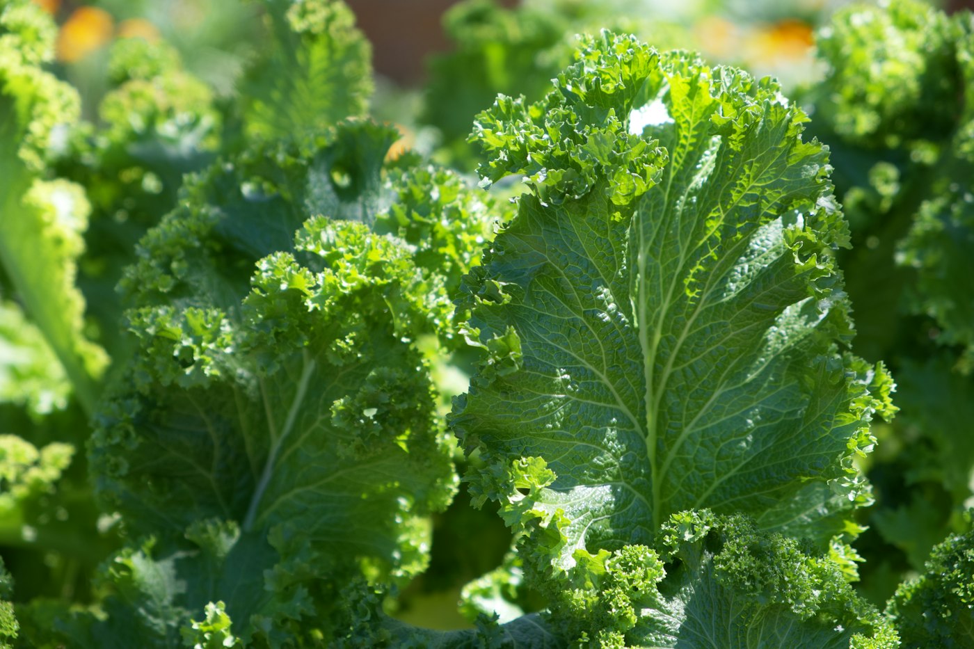 Curly kale plants growing in a vegetable garden
