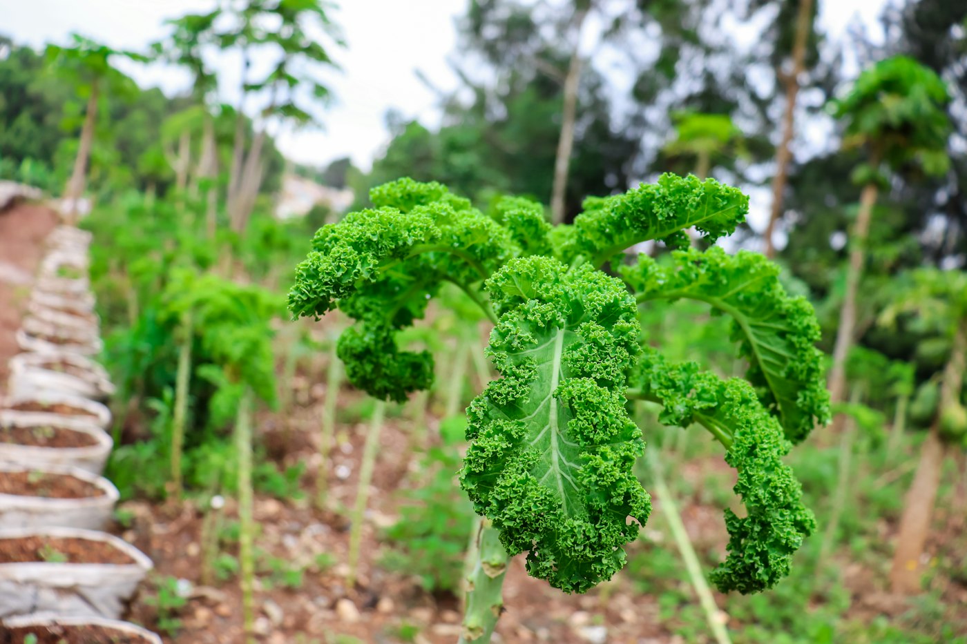Rows of kale in a backyard plot, showing how to grow kale in beds