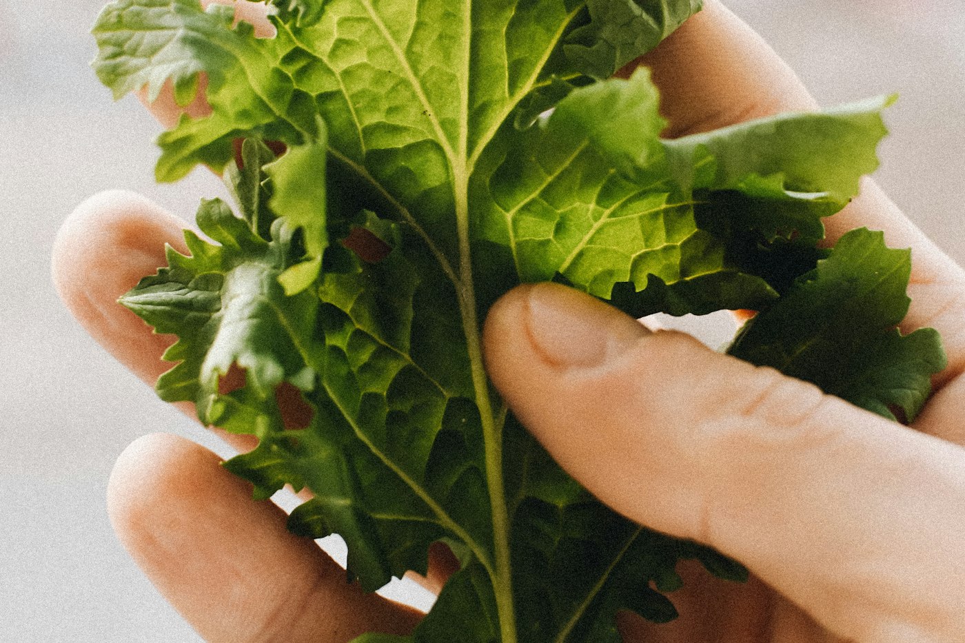 Hand holding freshly picked kale leaves