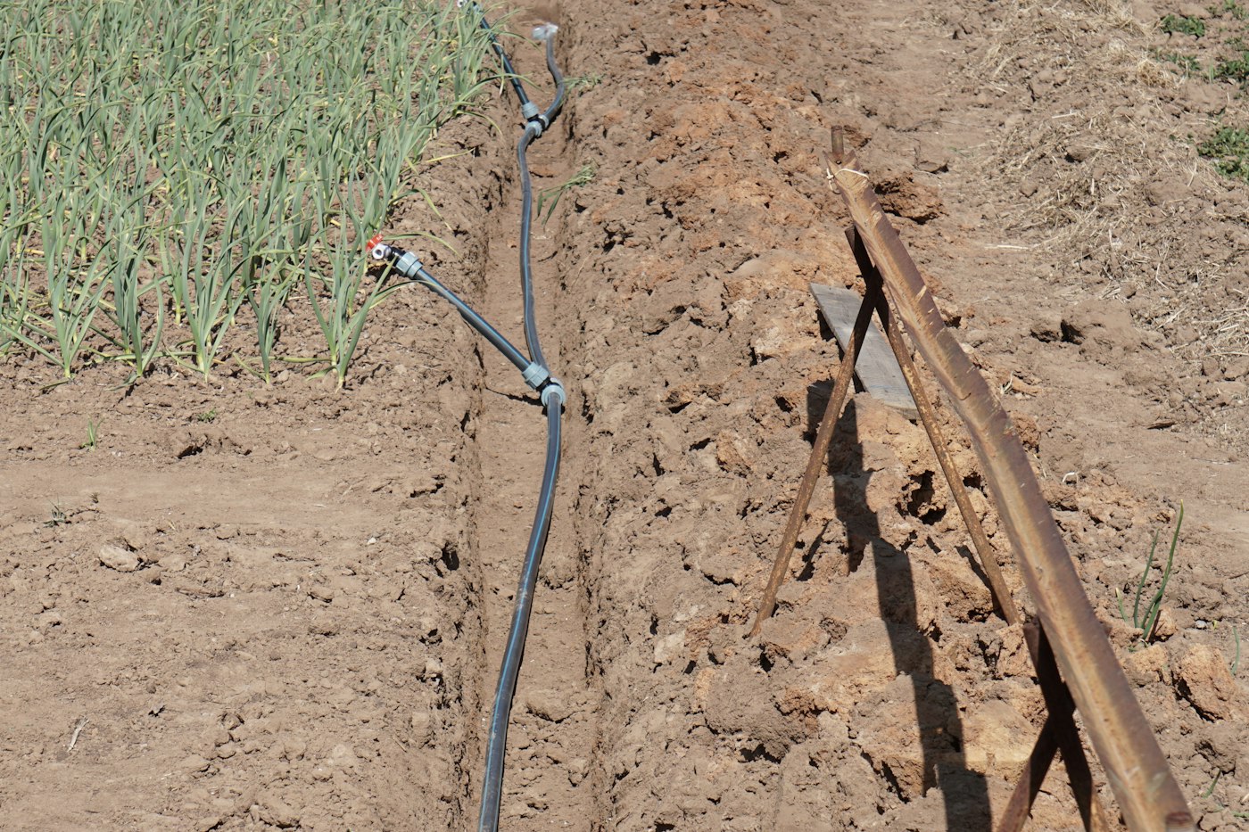Irrigation pipe running through soil