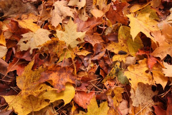 Pile of colorful fallen leaves in autumn