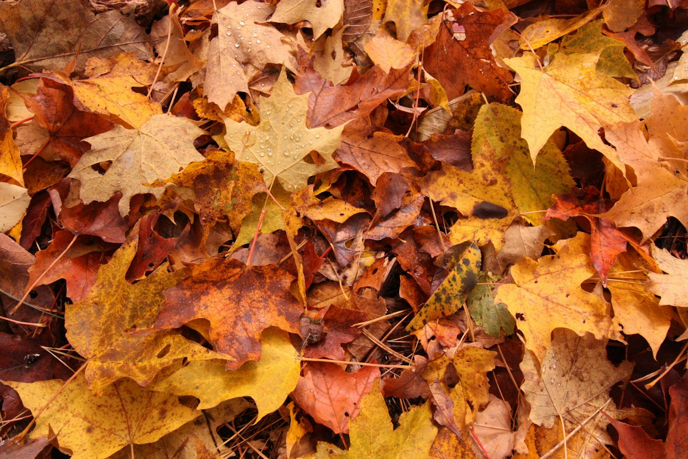 Pile of colorful fallen leaves in autumn