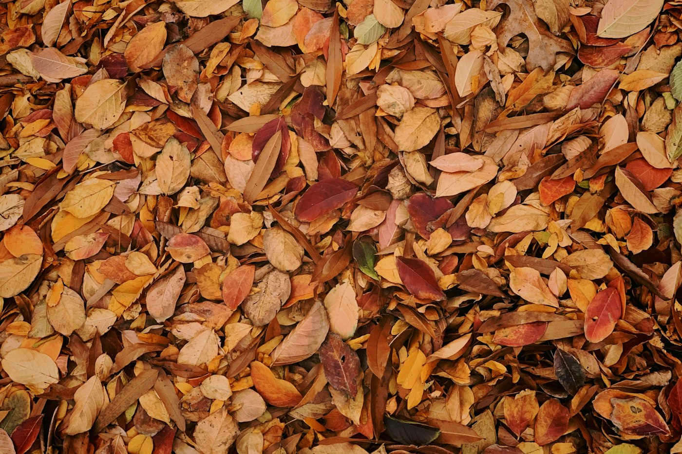 Dry fall leaves gathered to make leaf mold