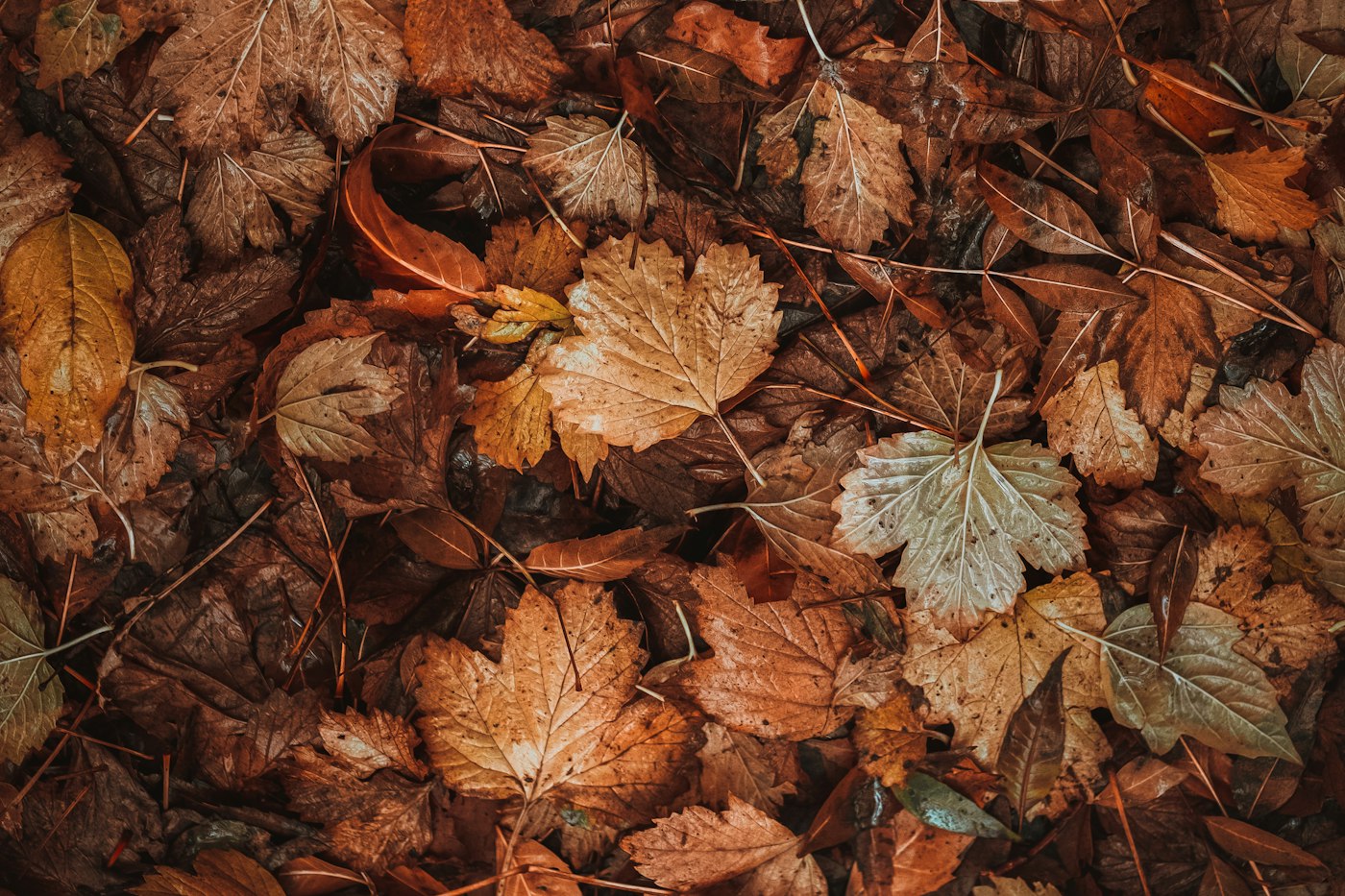 Brown leaves breaking down on the ground
