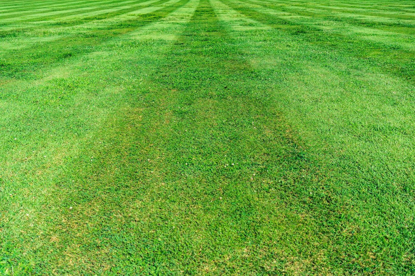 Freshly mowed lawn with neat stripes