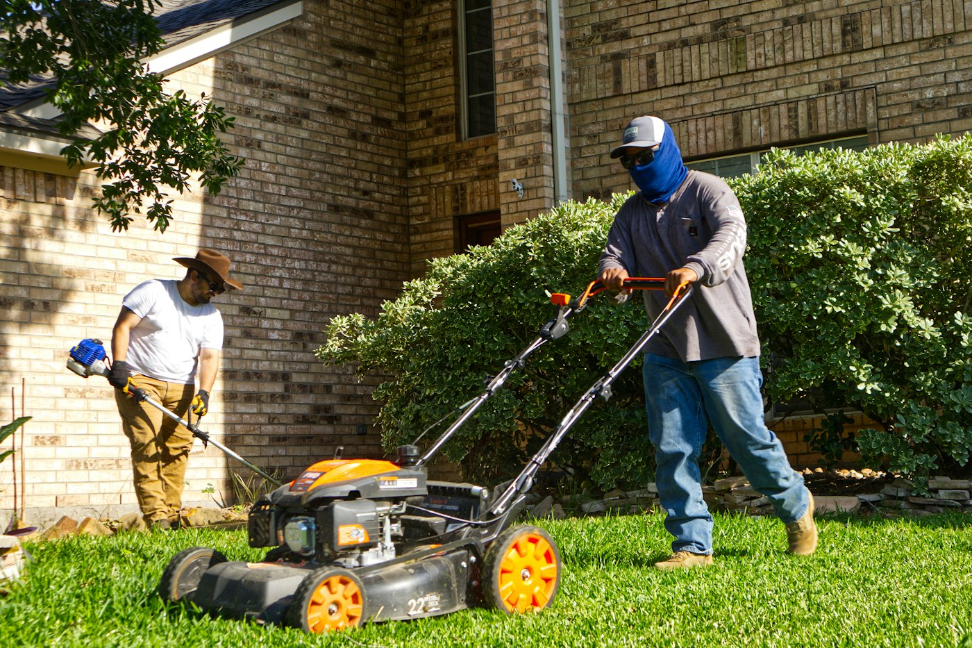 Person mowing short before learning how to overseed a lawn