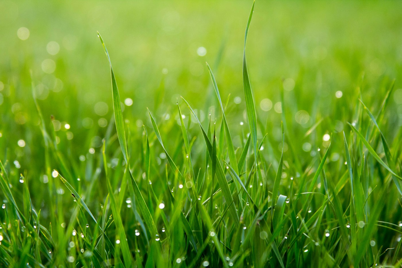 Close-up of new grass blades with morning dew