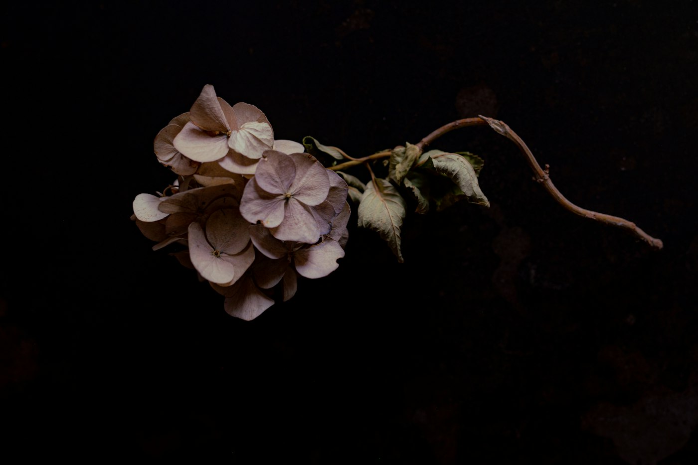 Dried hydrangea flower head in late fall