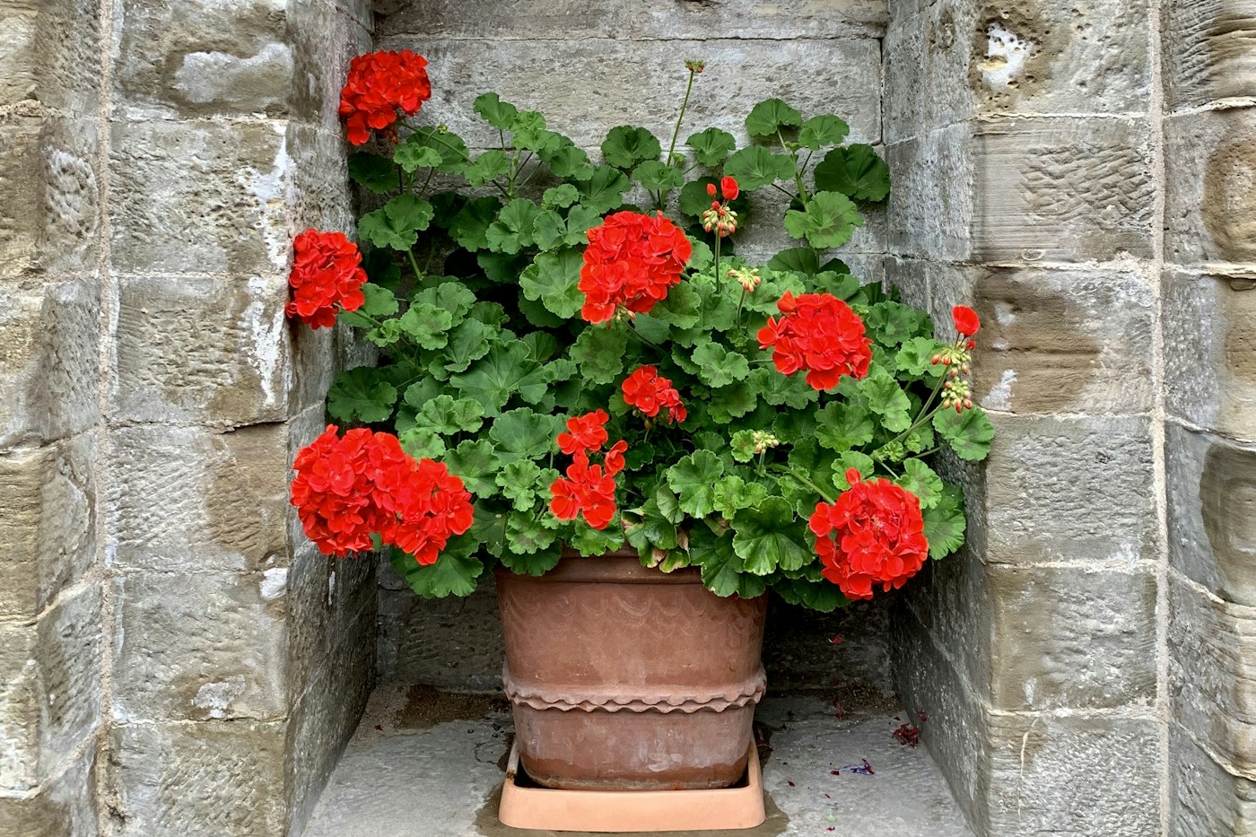 Potted red geranium blooming in a window