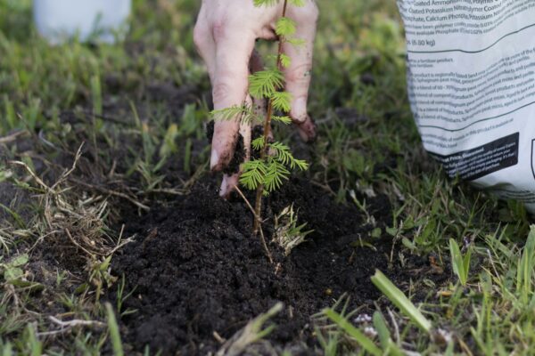 Hands setting a young tree seedling into garden soil