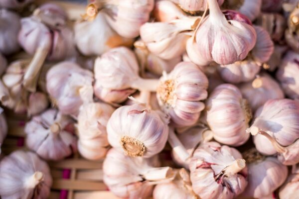 Pile of fresh garlic bulbs
