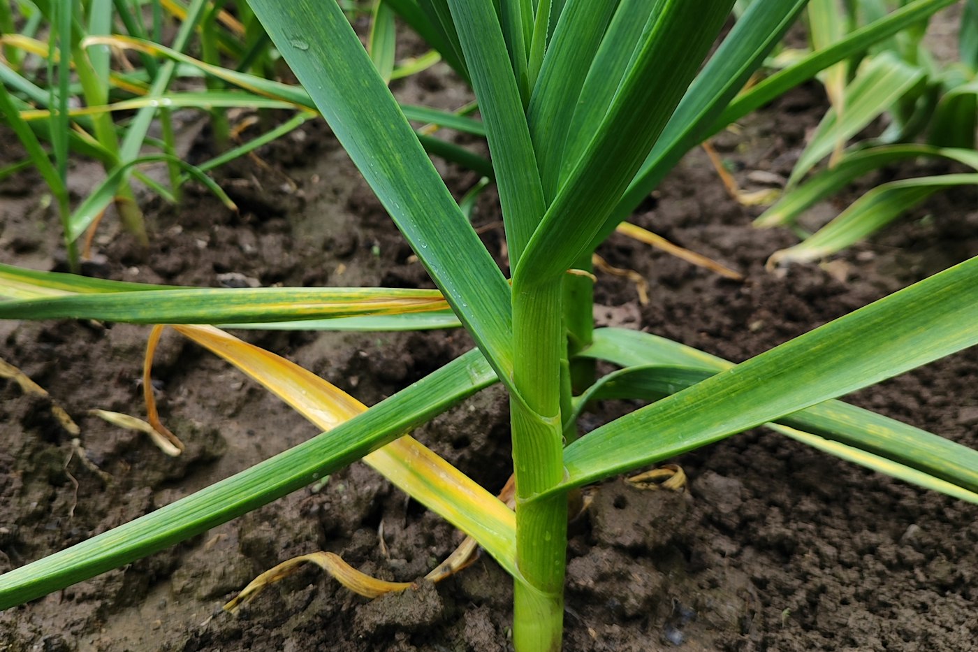 Green garlic shoots in spring, months after you plant garlic in fall