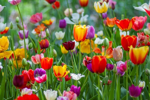 Colorful tulips blooming in a spring garden
