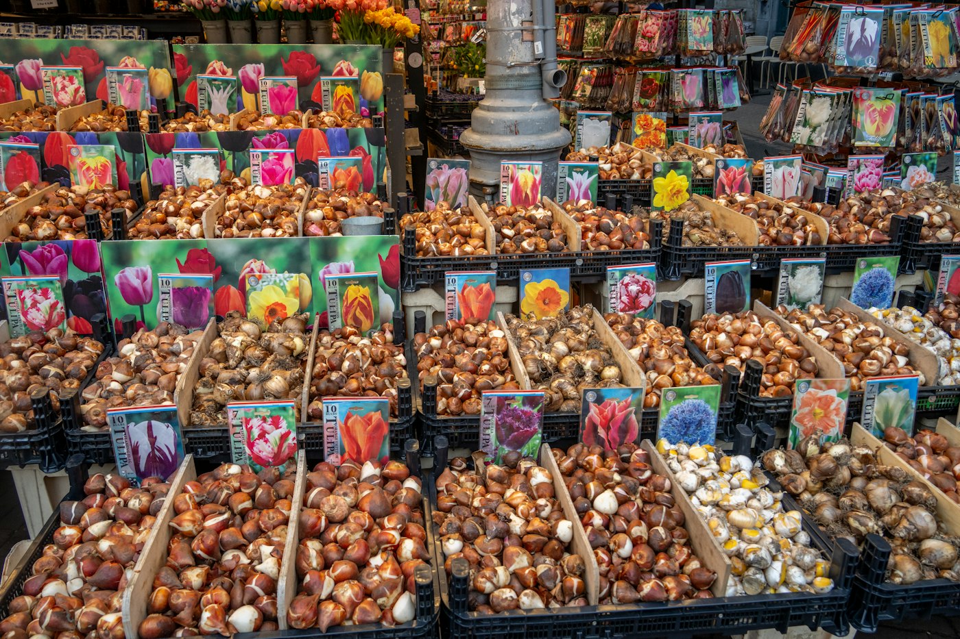 Crates of tulip bulbs at a market, ready to plant spring bulbs in fall