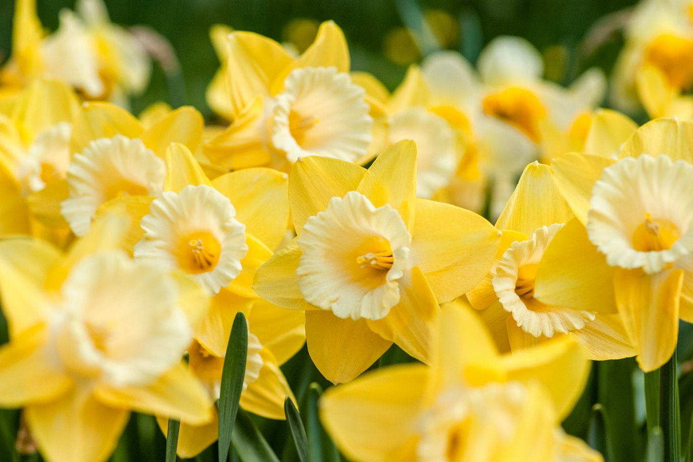 Yellow daffodils in bloom on a sunny spring day