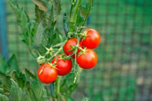 Ripe tomatoes growing on the vine