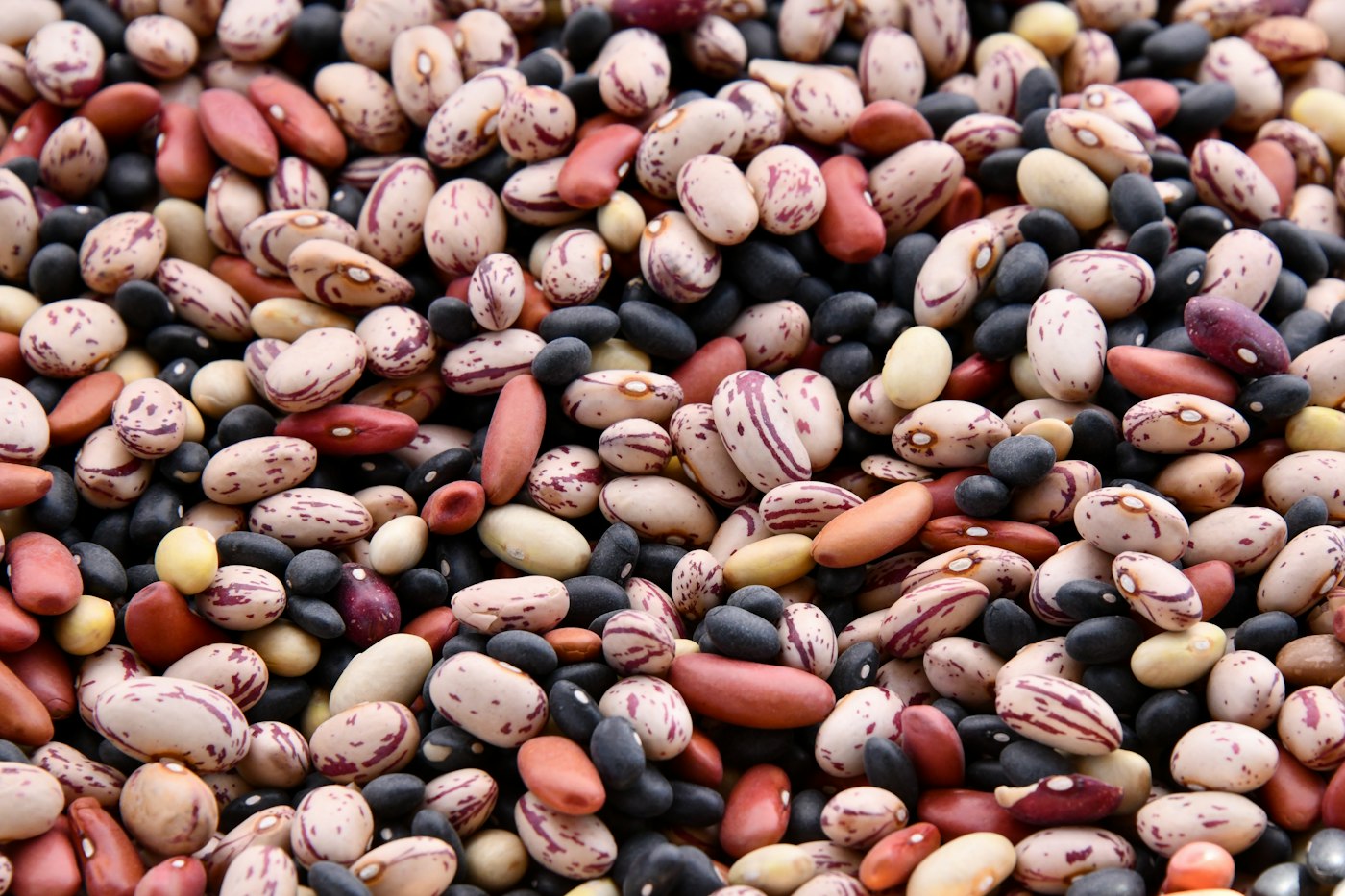 Mixed heirloom beans, an easy crop for learning how to save seeds