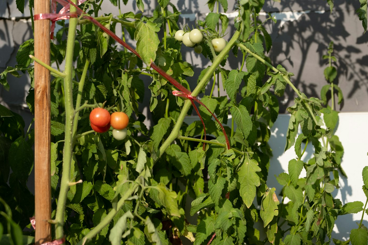 Tomatoes growing in a garden next to supports