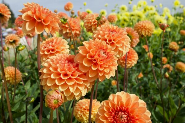 Orange dahlias blooming in a late-summer garden bed
