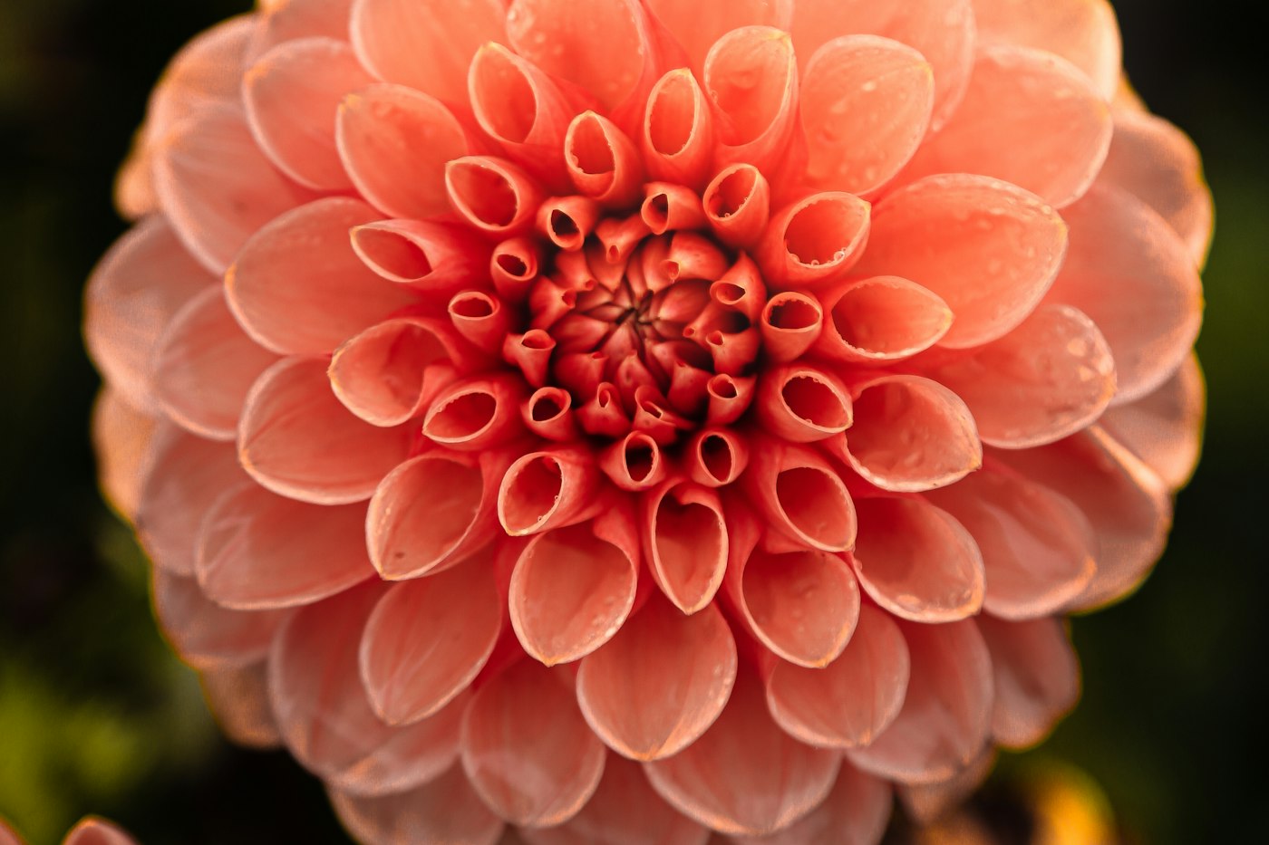 Coral dahlia flower grown from tubers that gardeners store over winter