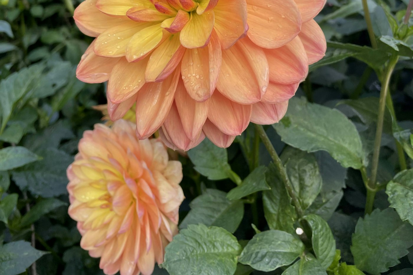 Peach and pink dahlia blooms among green leaves