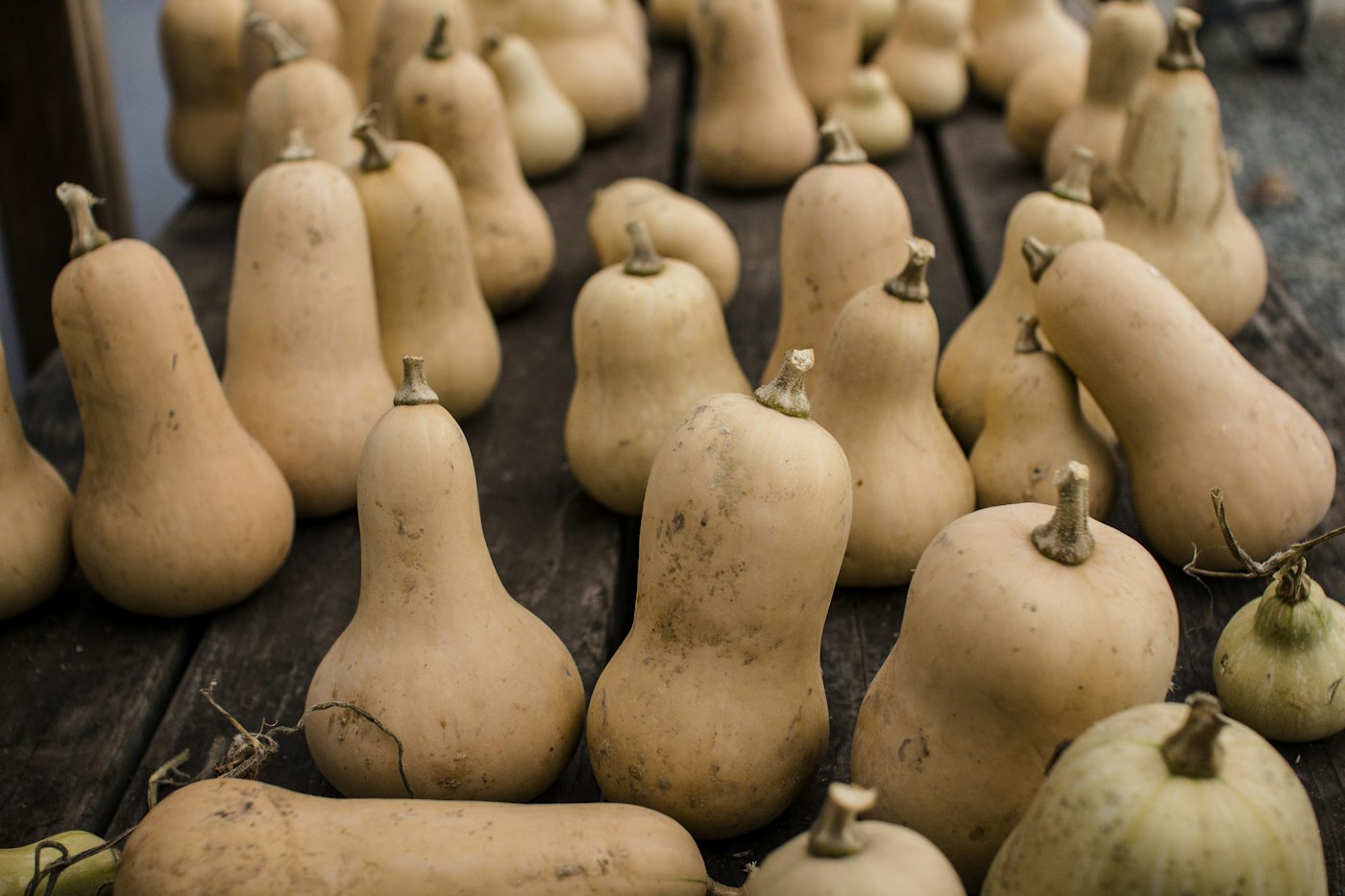 Butternut squash curing on a wooden table