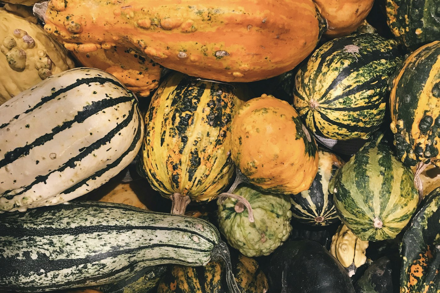 Assorted winter squash ready to store, including acorn and delicata types