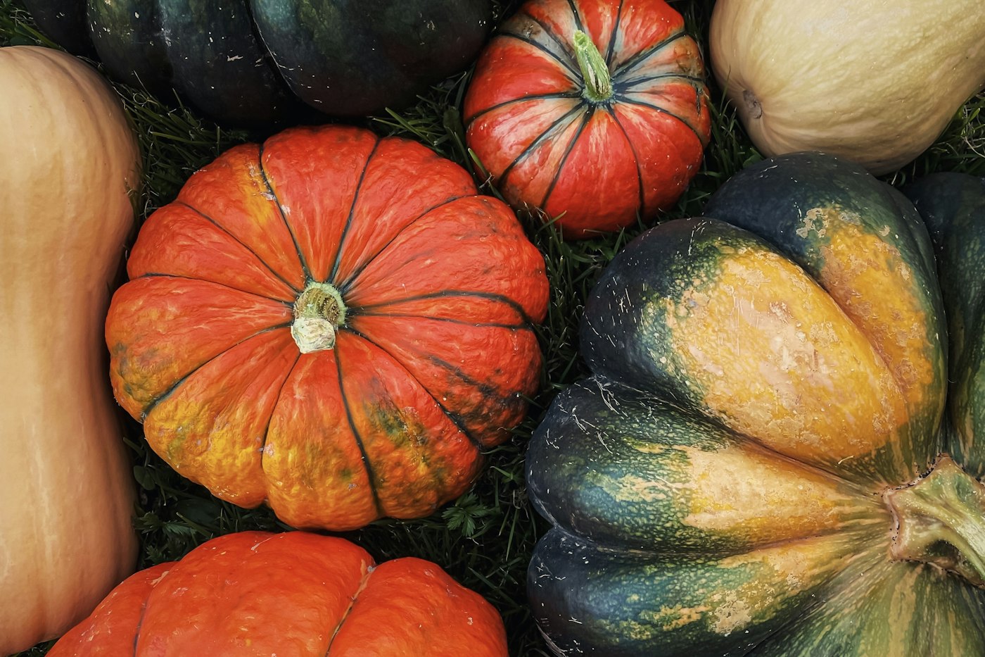 Pumpkins and acorn squash after harvest