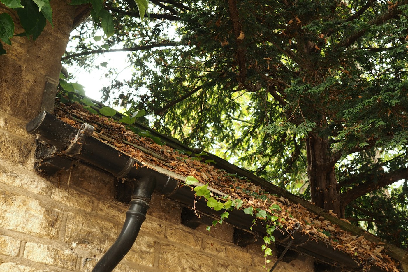 Gutter full of dry leaves to clear when you winterize your home