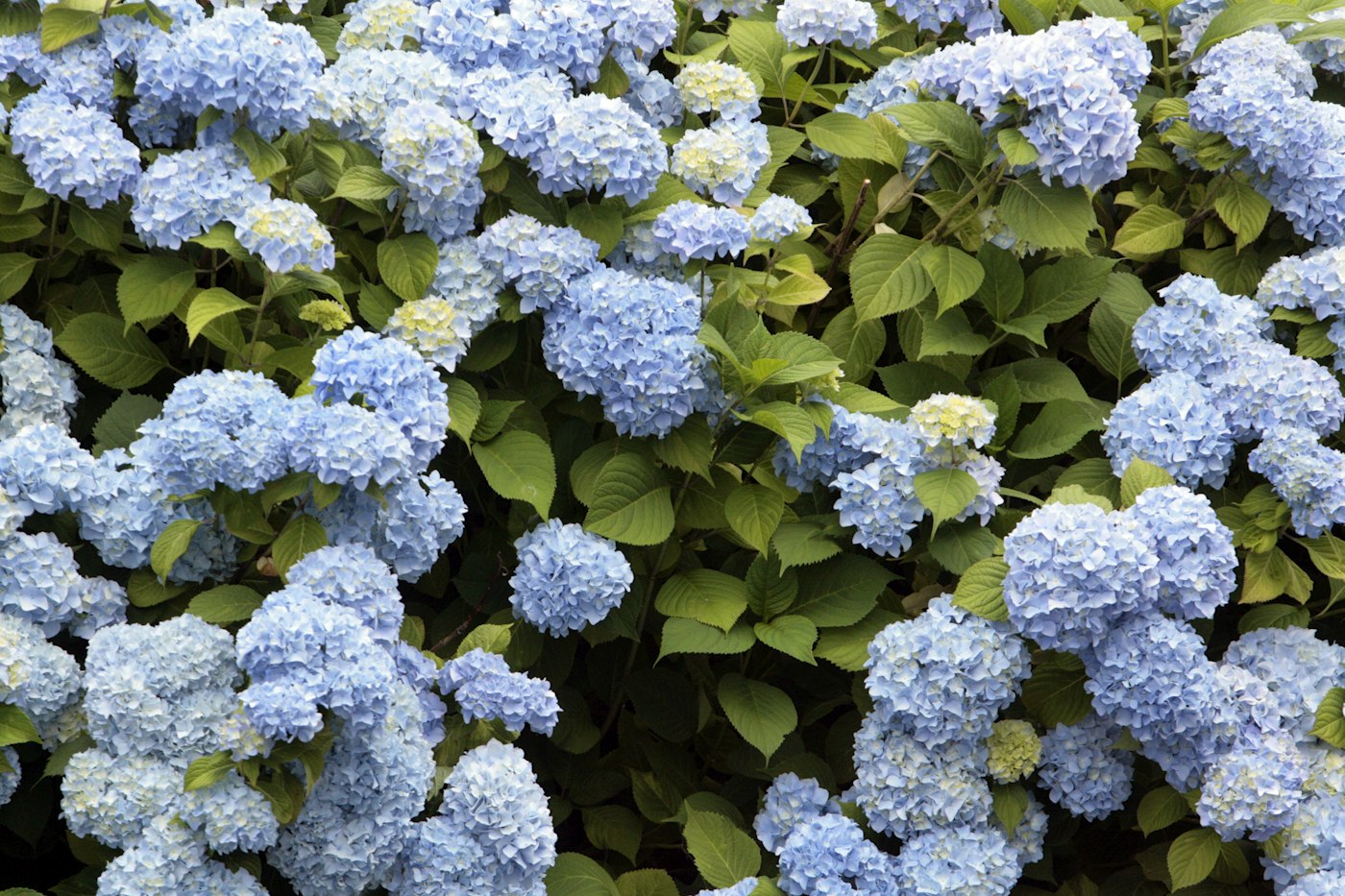 Hydrangea bush covered in blue flowers
