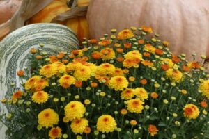 Potted orange and yellow garden mums with fall pumpkins
